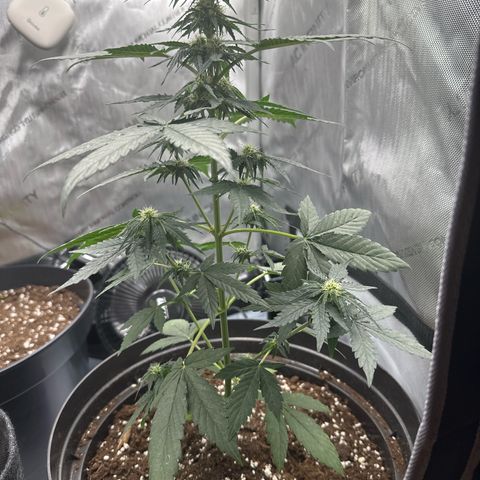 Bob growlog timeline photo