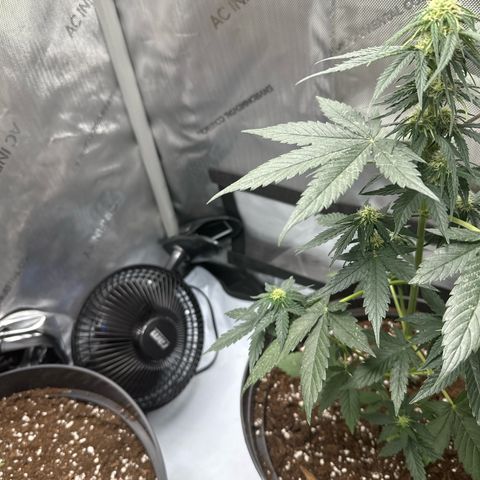 Bob growlog timeline photo