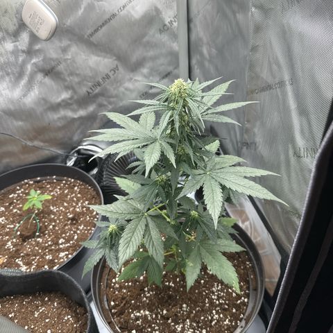 Bob growlog timeline photo