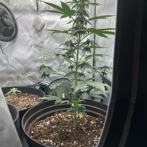 Bob growlog timeline photo