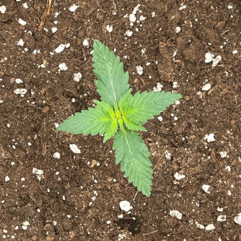 dhL Melone growlog timeline photo