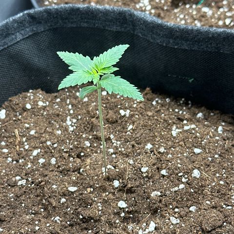 dhL Melone growlog timeline photo