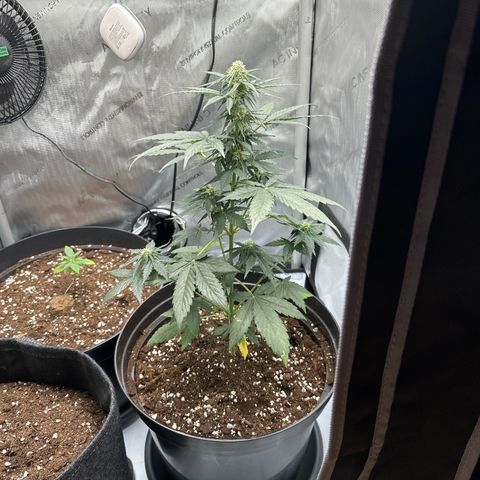 Bob growlog timeline photo