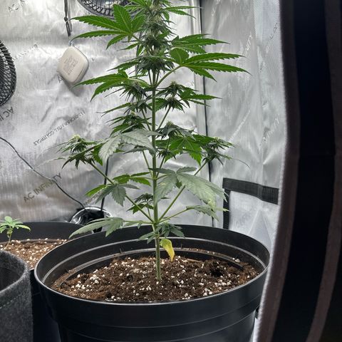Bob growlog timeline photo