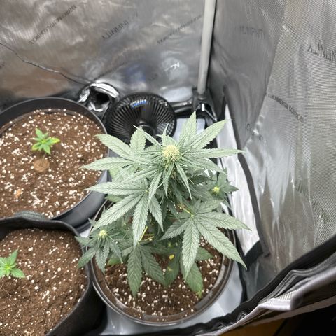 Bob growlog timeline photo