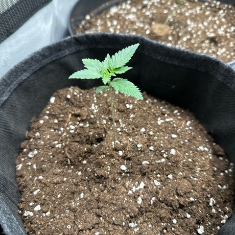 dhL Melone growlog timeline photo