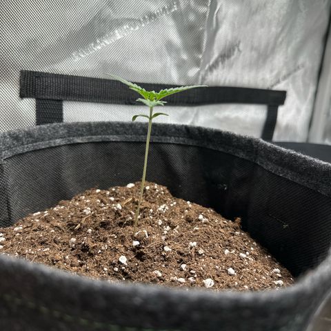 dhL Melone growlog timeline photo