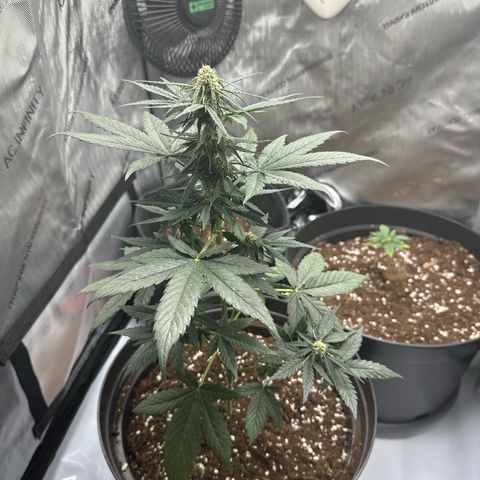 Bob growlog timeline photo