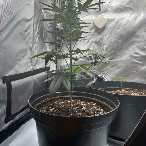 Bob growlog timeline photo