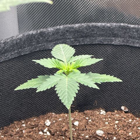 dhL Melone growlog timeline photo