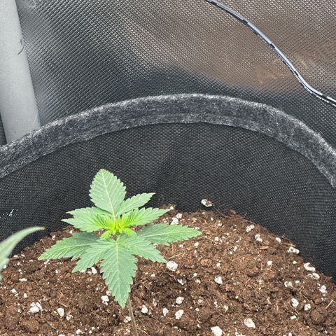 dhL Melone growlog timeline photo