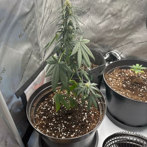 Bob growlog timeline photo