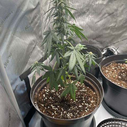 Bob growlog timeline photo