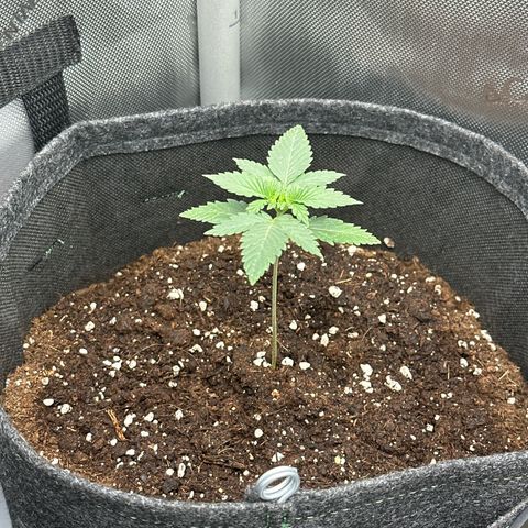 dhL Melone growlog timeline photo