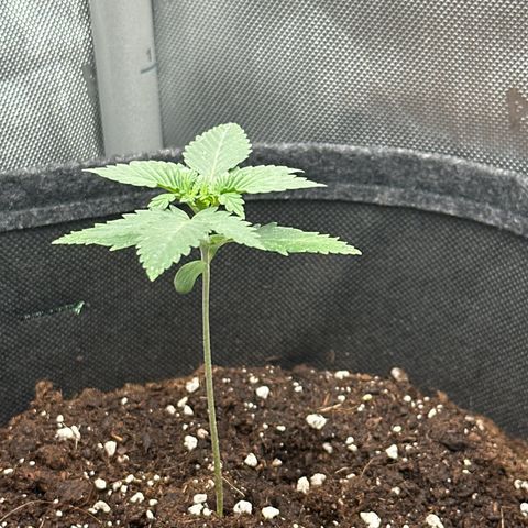 dhL Melone growlog timeline photo