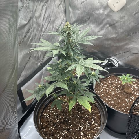 Bob growlog timeline photo