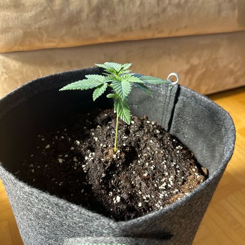 dhL Melone growlog timeline photo