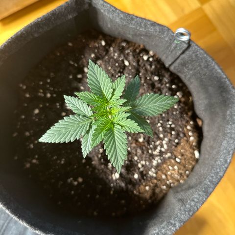 dhL Melone growlog timeline photo