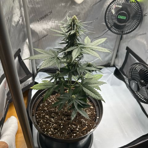Bob growlog timeline photo