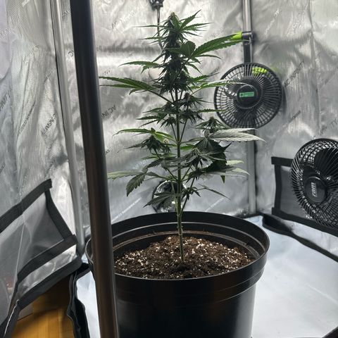 Bob growlog timeline photo