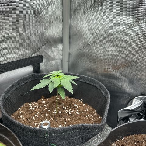 dhL Melone growlog timeline photo