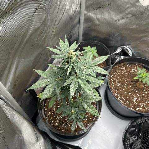 Bob growlog timeline photo
