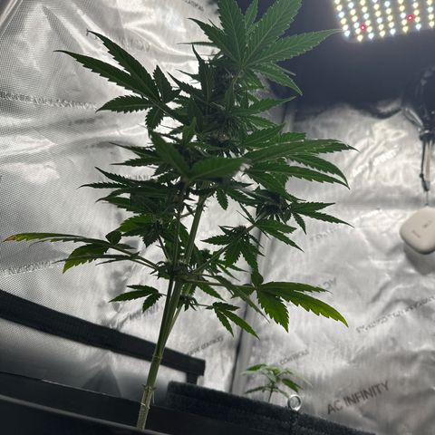 Bob growlog timeline photo