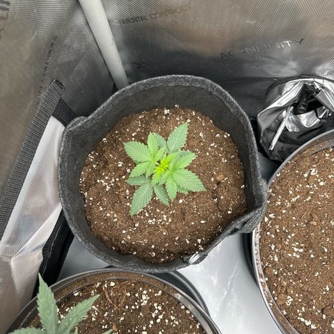 dhL Melone growlog timeline photo