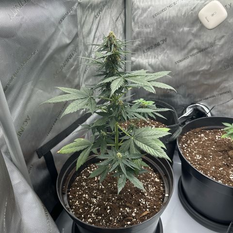 Bob growlog timeline photo