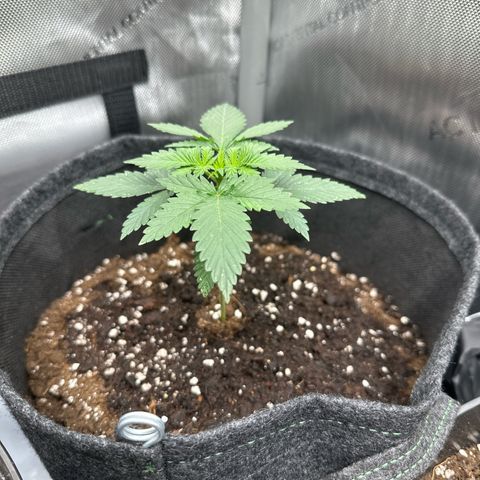 dhL Melone growlog timeline photo