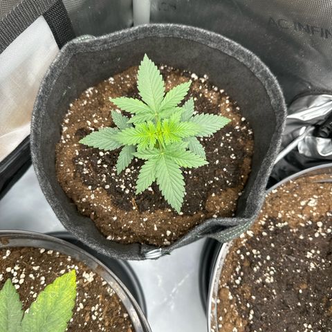 dhL Melone growlog timeline photo