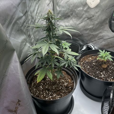 Bob growlog timeline photo