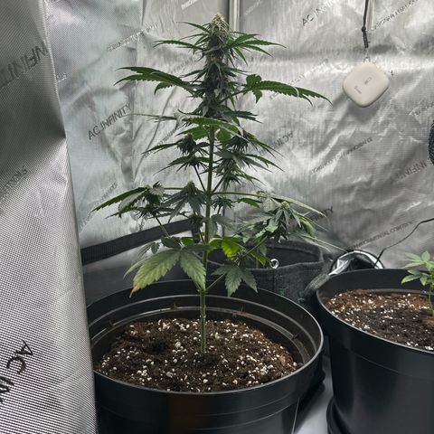 Bob growlog timeline photo