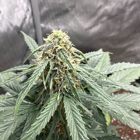 Bob growlog timeline photo