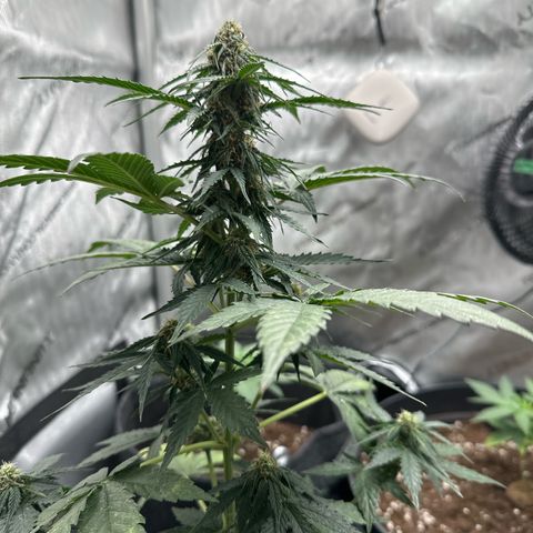 Bob growlog timeline photo