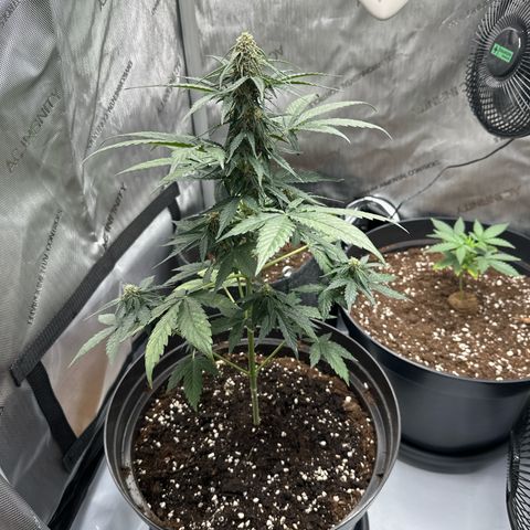 Bob growlog timeline photo