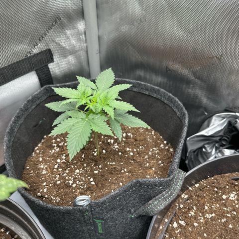 dhL Melone growlog timeline photo