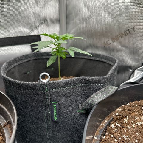 dhL Melone growlog timeline photo