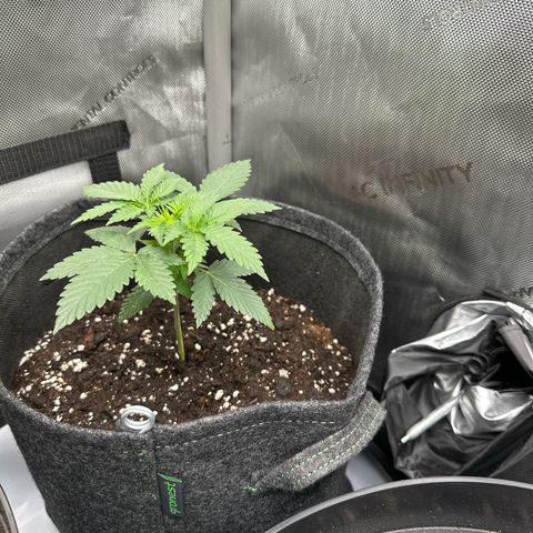dhL Melone growlog timeline photo