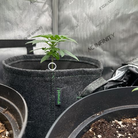 dhL Melone growlog timeline photo