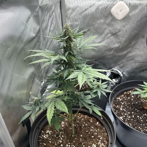 Bob growlog timeline photo