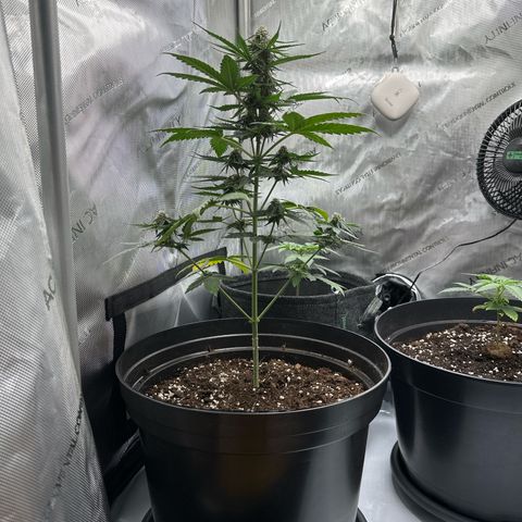 Bob growlog timeline photo