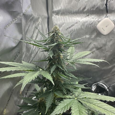 Bob growlog timeline photo