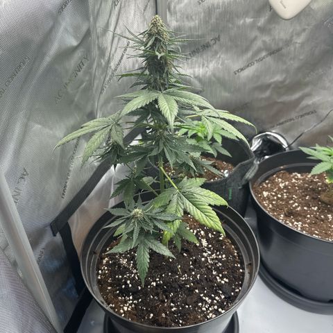 Bob growlog timeline photo