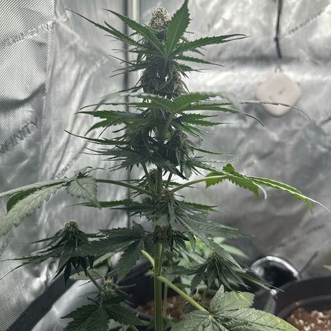 Bob growlog timeline photo