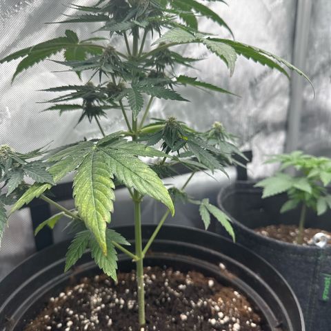 Bob growlog timeline photo