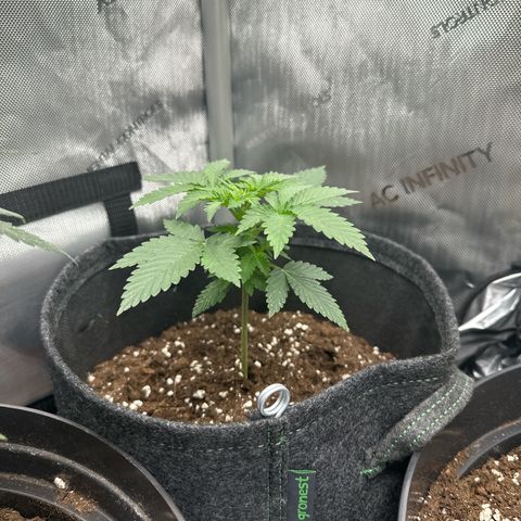 dhL Melone growlog timeline photo