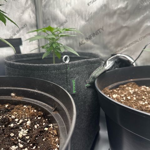dhL Melone growlog timeline photo