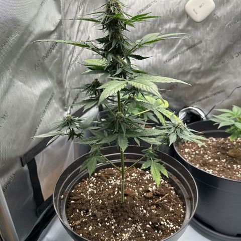 Bob growlog timeline photo