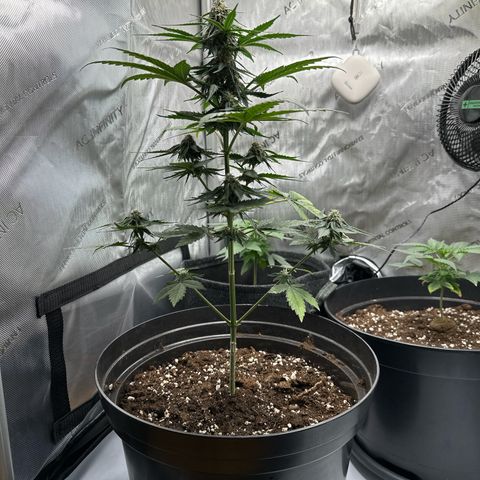 Bob growlog timeline photo